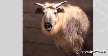 Yao-Ming the Sichuan takin dies at Riverview Park and Zoo in Peterborough, Ont.