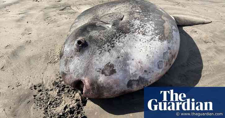 Something fishy this way comes: rare sunfish washes ashore in Oregon