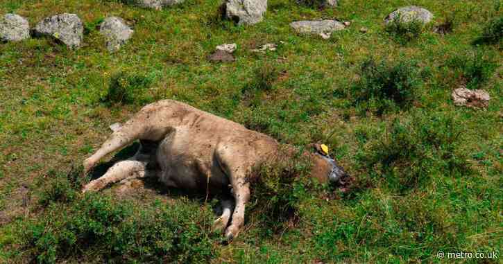 Rancher contracts anthrax after butchering and eating dead lamb