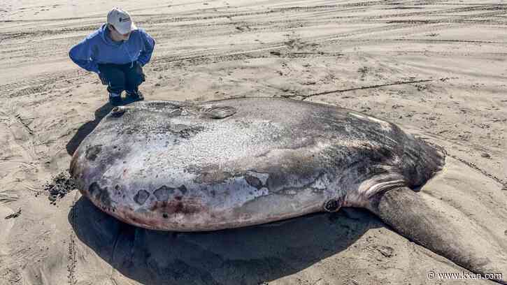 Potential largest-ever, rare fish washes ashore on Oregon beach