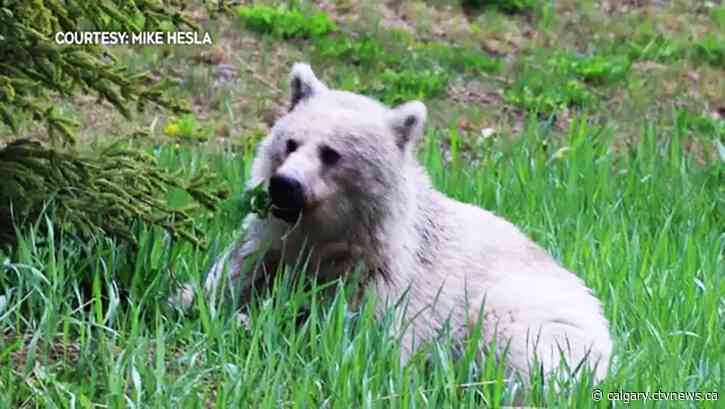 2 cubs belonging to white grizzly die after being struck on Trans-Canada Highway in Yoho National Park