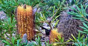 I'm still keen to bank a winner with a banksia | In Fiona's Garden