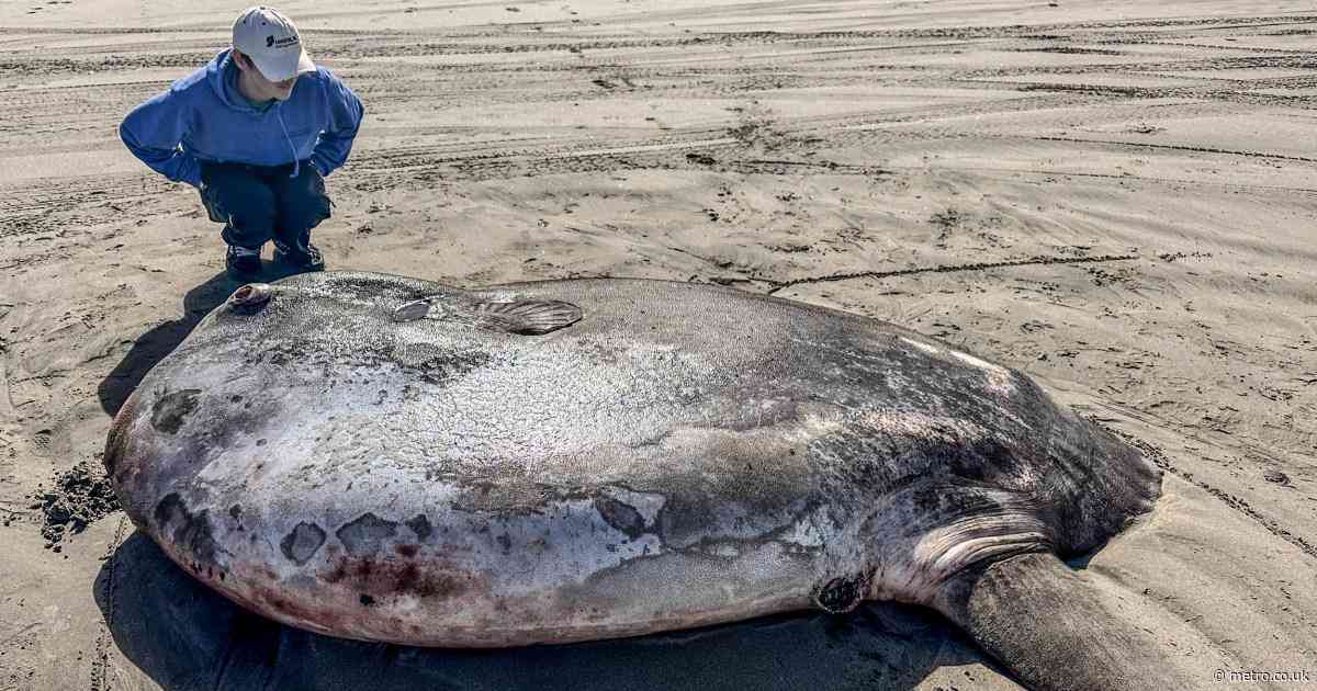 Rare 7-foot round and flat fish washes ashore in unexpected place