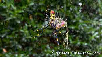 Are Joro spiders in Virginia? Here's what DCR officials had to say.