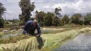 Zwischen Fluten und Dürren – Kenya will sein Wasserproblem angehen