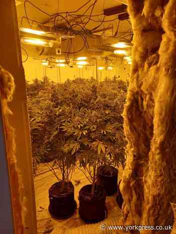 Over 600 cannabis plants seized in Eastfield drug raids