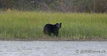 Bear charges 2 people and dog in Squamish Estuary, prompting warning