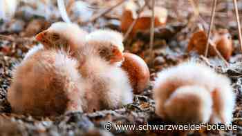 Nachwuchs in Wildberg: Sulzer Falken ziehen wieder Küken groß