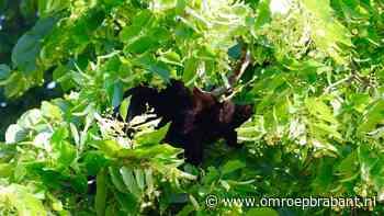 112-nieuws: ongrijpbare kat in boom Boxtel • drietal slaapt op grasveld
