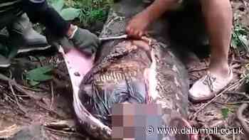 Horrifying moment missing woman is found eaten alive by giant python - as locals cut her body out of snake's belly in Indonesia