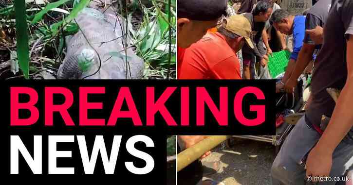 Body of missing woman cut out of giant python’s belly after being eaten alive