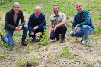 Firma Weische spendet Douglasien für Stadtwald Beverungen