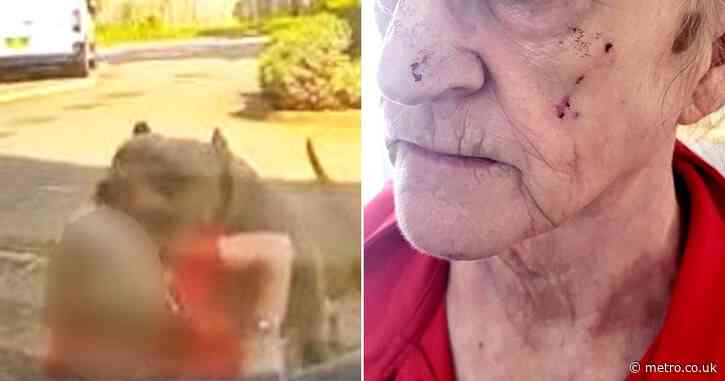 Pensioner thought XL Bullys would kill her during terrifying doorstep attack