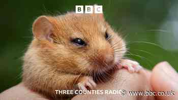Secret new Bedfordshire home for endangered mice