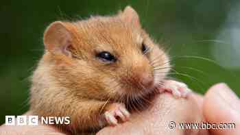 Dormice release to bolster 'species on the brink'