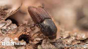 Forestry Commission extends beetle pest controls