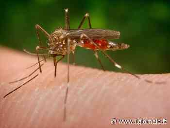 La zanzara giapponese arriva in Italia: come riconoscere le punture e perché fare attenzione