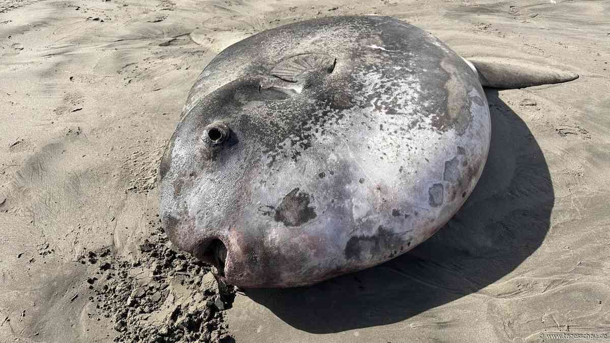 Seltener Mondfisch an US-Westküste angespült