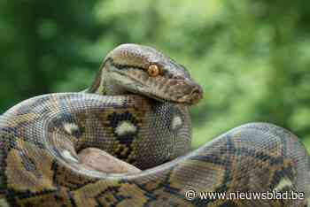 Meterslange python slokt vrouw op in Indonesië