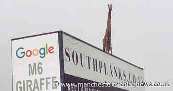 The M6 Giraffe is set to return, two years after being blown over in a storm