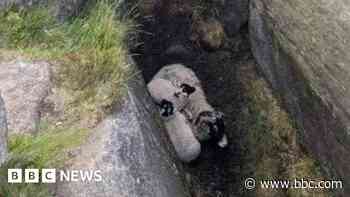Ewe and lambs rescued from mountain crevice