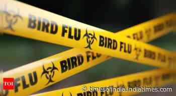 Australia's H5N1 bird flu case had traveled to Kolkata: WHO