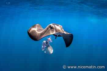 "La Méditerranée n’est pas une mer morte!": découvrez les richesses de la biodiversité grâce à cette expo photo à Nice