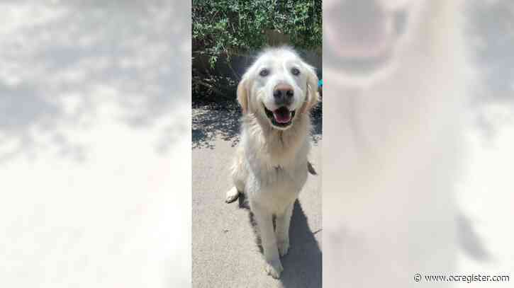 Golden retriever Tucker would like an active family to love