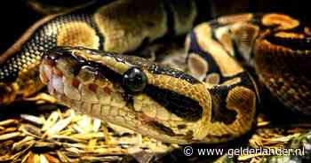 Echtgenoot vindt zijn vrouw in python van 5 meter lang: slang heeft haar compleet opgegeten