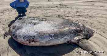 Massive, rare fish from South Pacific washes ashore in Oregon