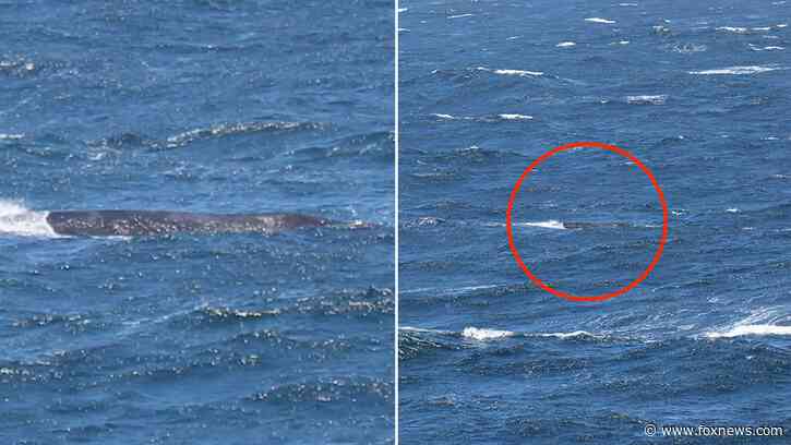 Critically endangered whale seen off California coast: 'Every sighting is incredibly valuable to us'