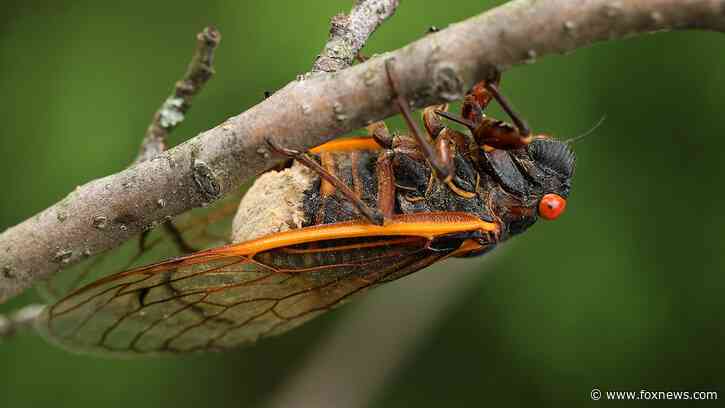 The truth about 'zombie cicadas': 'The fungus can do some nefarious things'