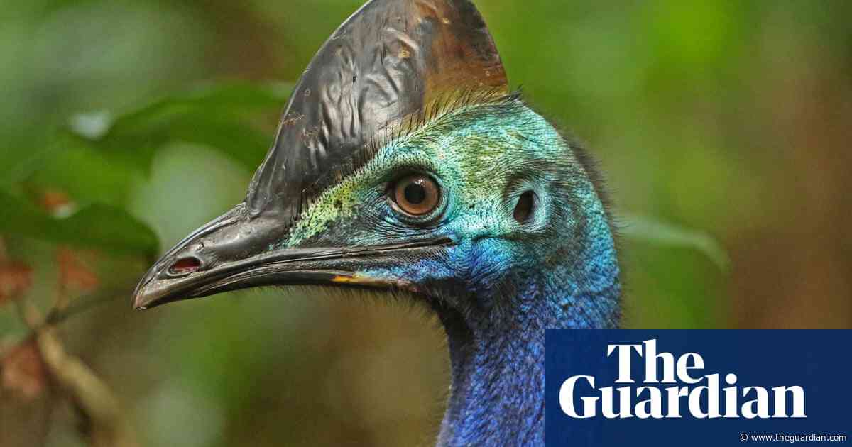 Why did the endangered cassowary cross the road? Because it could