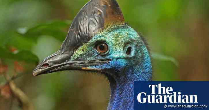 Why did the endangered cassowary cross the road? Because it could
