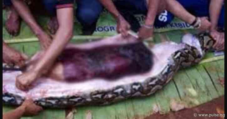 Woman found dead inside a giant python after going missing for 24 hours