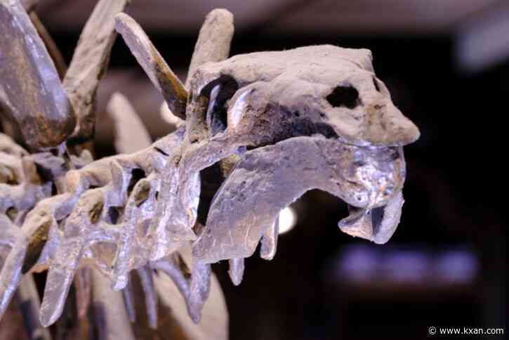 Want to own a dinosaur? 150 million-year-old fossil heading to auction