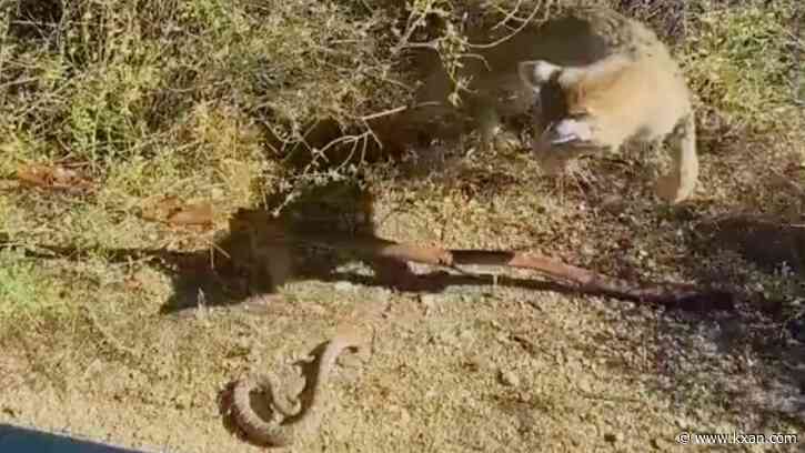 Watch: Rattlesnake, bobcat square off in heated desert battle