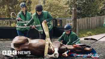 Charity using horse mannequin for rescue training