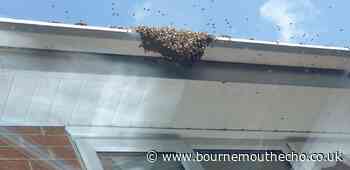 Bee swarm descends on Alderholt houses separated from queen