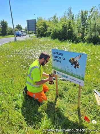 Dorset roadside verges left uncut to protect wildlife