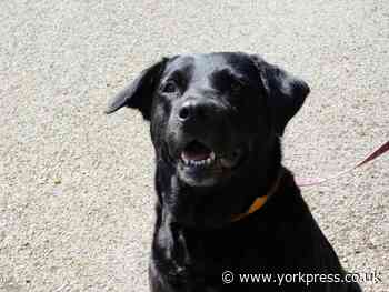 Labrador Beau misses being part of a family: can you help?