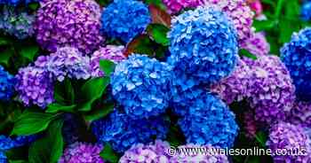 Gardener explains why your hydrangeas might not be blooming - and offers free solution