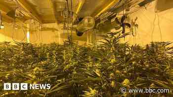 Arrest after £600k cannabis seizure