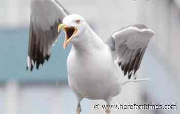 Gulls are feasting on discarded rubbish in Hereford!
