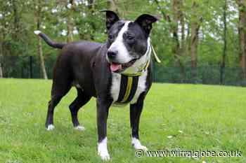 Wirral Globe dog of the week: 'Social butterfly' Haze