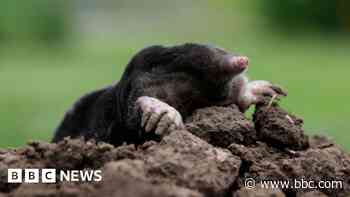 Council votes to kill moles over 'safety' fears