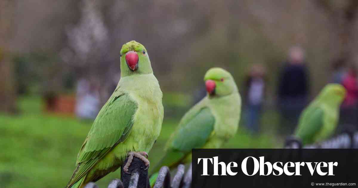 How parakeets escaped and made Britain their home