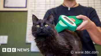 Owners must microchip cats or face £500 fine