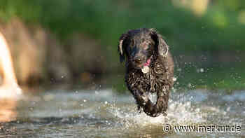Pelzige Wasserfreunde: elf Hunderassen, die eine Leidenschaft fürs Schwimmen haben