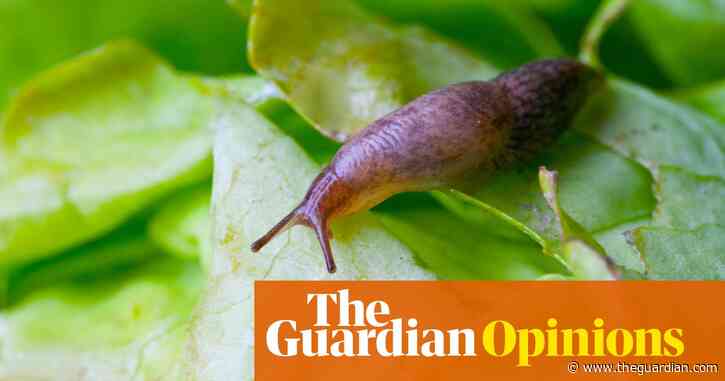 I’m an eco-friendly grower – so why do I want to murder all these vile slugs? | Claire Ratinon
